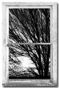 Tree Branches and Light White Farm House Picture Window Portrait