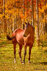 Beautiful Chestnut Horse in the Fall Aspen Colors