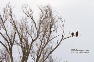 Mom and Dad Bald Eagles