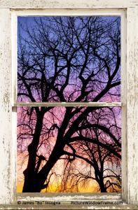 Colorful Tree Rustic Rural White Farm House Window View