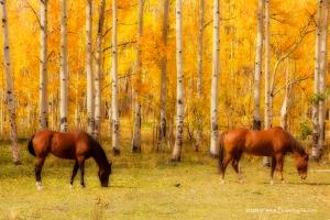 For Immediate Release New Equine Autumn In Colors Prints