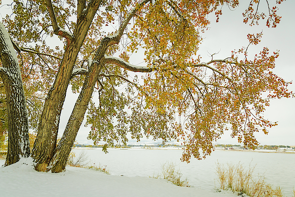 Golden Snowy Cottonwood by James BO Insogna Golden Snowy Cottonwood by James BO Insogna