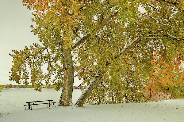 Snowy Colorful Trees by James BO Insogna Snowy Colorful Trees by James BO Insogna