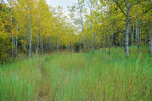 Tall Green Grass of Home by James BO Insogna Tall Green Grass of Home by James BO Insogna