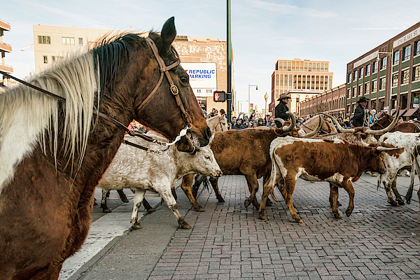 National Western Stock Show Parade Longhorns in the Street by James BO Insogna National Western Stock Show Parade Longhorns in the Street by James BO Insogna