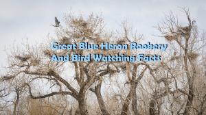 Great Blue Heron Rookery 