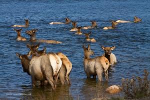 For Immediate Release New Elk Rutting Season Elkfest Images