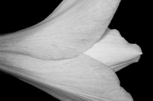 For Immediate Release NEW Amaryllis Flower Prints
